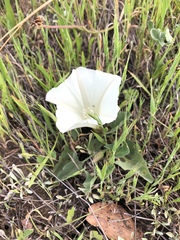 Calystegia subacaulis episcopalis