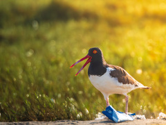 American Oystercatcher photo 6