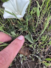 Calystegia subacaulis episcopalis