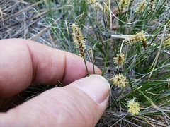 Carex filifolia