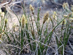 Carex filifolia