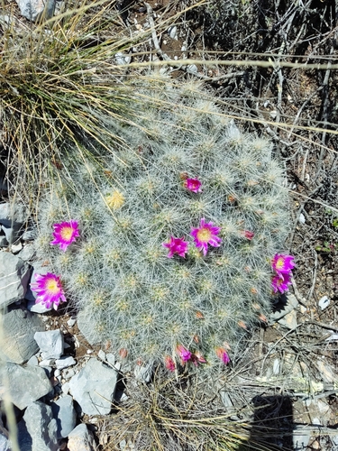 Echinocereus parkeri