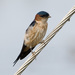 Red-rumped Swallow - Photo (c) Sergey Yeliseev, some rights reserved (CC BY-NC-ND)