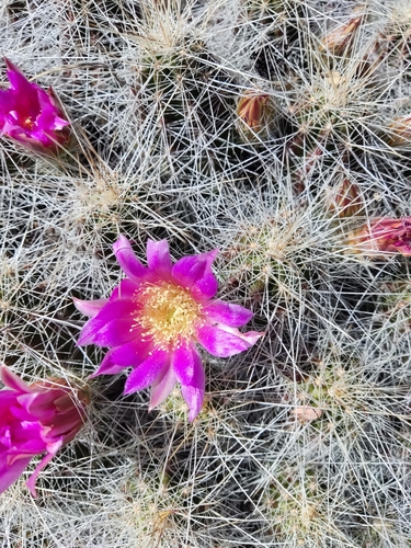 Echinocereus parkeri