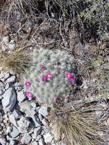 Echinocereus parkeri