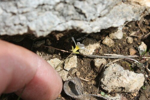 Image of Leavenworthia stylosa by (c) Dominic, some rights reserved (CC BY)