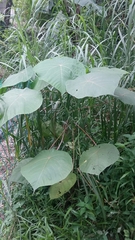 Homalanthus populifolius