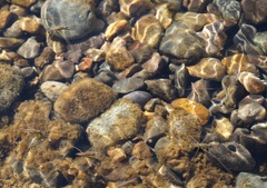 Aquarius chilensis