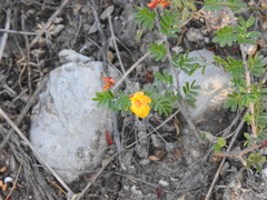 Chamaecrista greggii