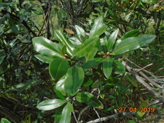 Bejaria