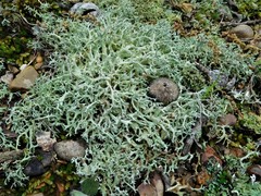 Cladonia dimorphoclada
