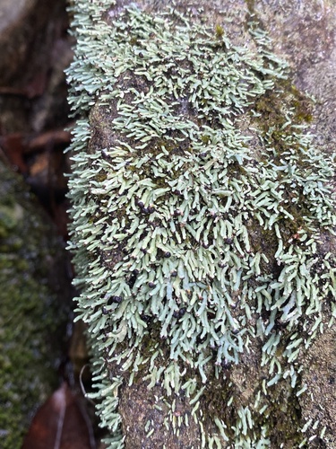 rock gnome lichen