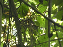 Vermivora chrysoptera image