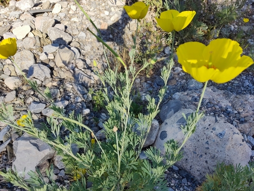 Image of Hunnemannia fumariifolia by no rights reserved