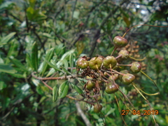 Bejaria
