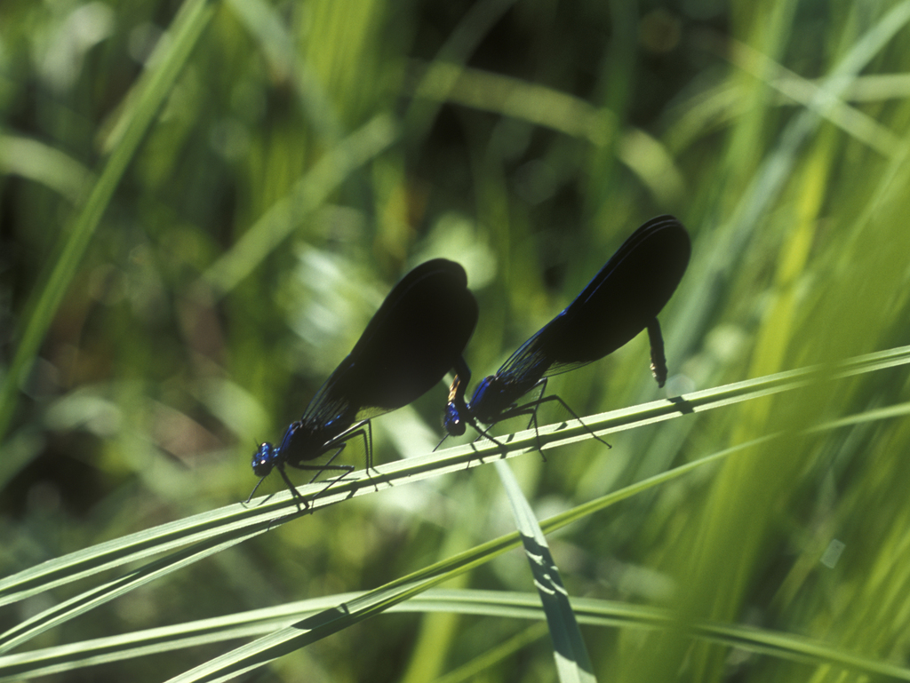 Banded demoiselle (Calopteryx splendens)