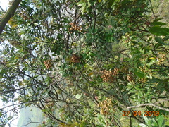 Bejaria
