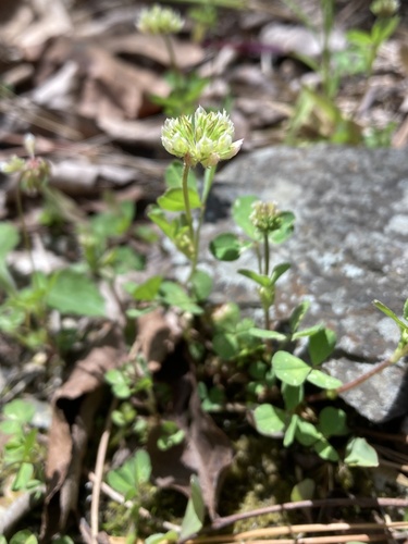 Trifolium carolinianum iNat (2)