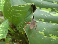 Leptoscelis quadrisignatus image