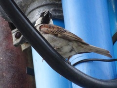 Passer domesticus