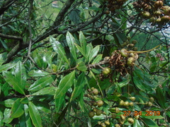 Bejaria
