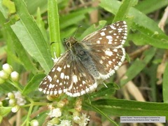 Heliopetes americanus bellatrix