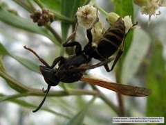 Polistes cinerascens
