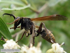 Polistes cinerascens