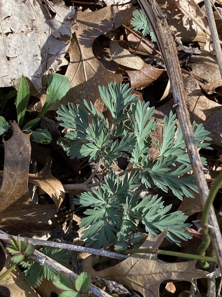 squirrel corn from Burnidge County Forest Preserve, Elgin, IL, US on ...