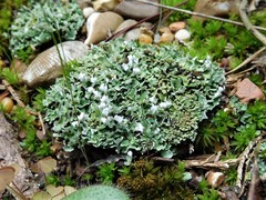 Cladonia apodocarpa