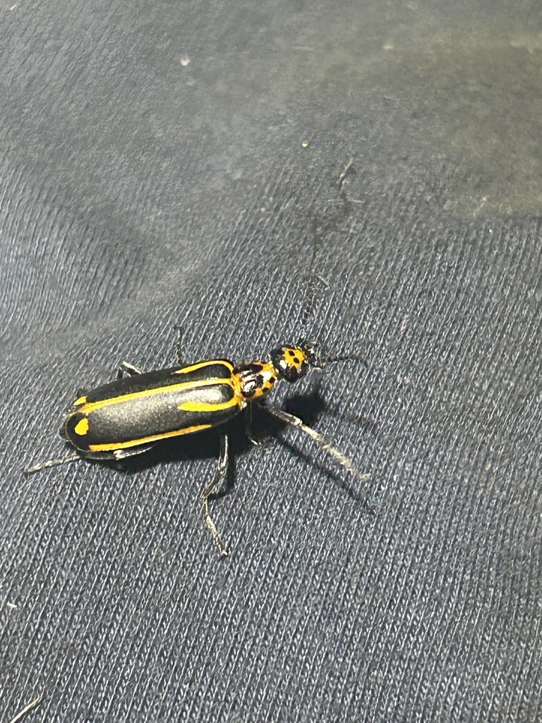 Pyrota Lineata Pyrota from Roy Rd, Flatonia, TX, US on April 8, 2024 at 08:17 PM by ...