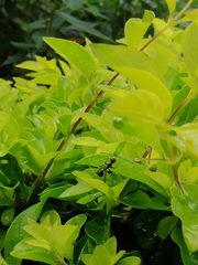 Camponotus singularis