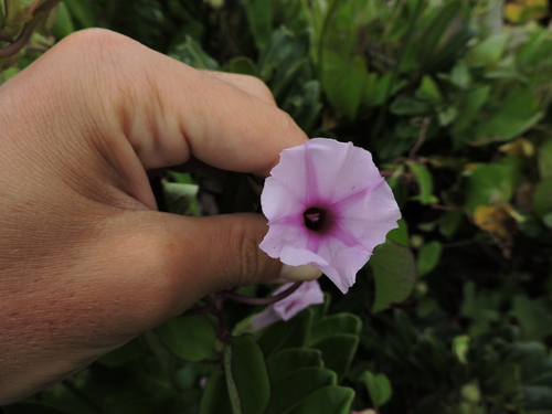 Image of Ipomoea fimbriosepala by (c) Fabrício Mil Homens Riella, some rights reserved (CC BY)