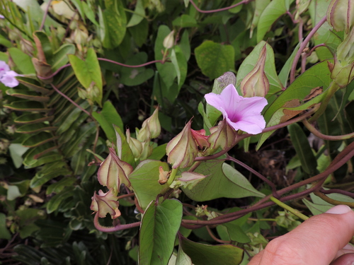Image of Ipomoea fimbriosepala by (c) Fabrício Mil Homens Riella, some rights reserved (CC BY)