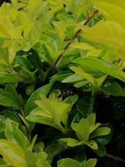 Camponotus singularis