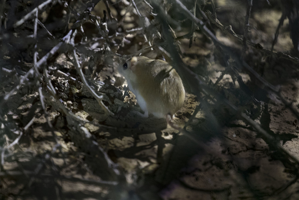 Dwarf Gerbil