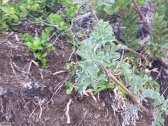 Pelargonium gibbosum