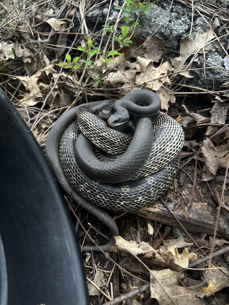 North American Racer in April 2024 by Ty Williams. Coiled with grey ...