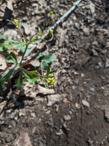 Image of Ranunculus micranthus by (c) Chris Angell, some rights reserved (CC BY)