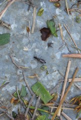 Prochyliza xanthostoma