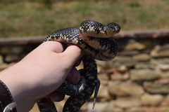 Lampropeltis nigra