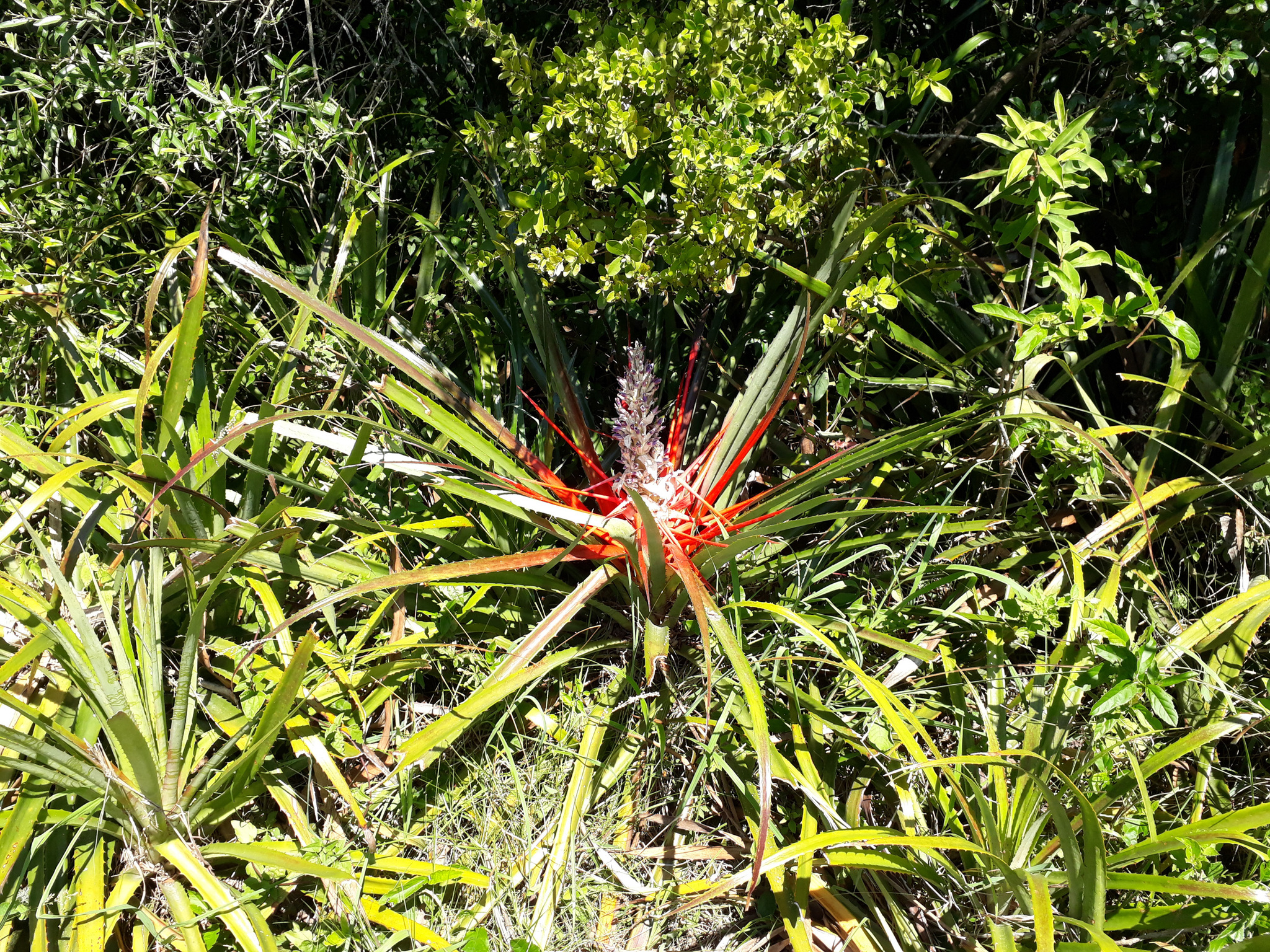 Bromelia antiacantha