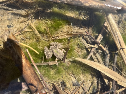 Blanchard's Cricket Frog photographed in Illinois