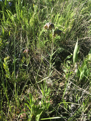 Fritillaria atropurpurea