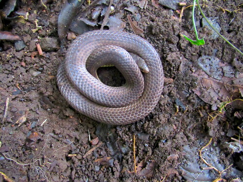 Photo of a Perrotet's Mountain Snake (Xylophis perroteti)