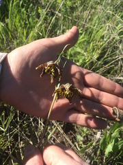 Fritillaria atropurpurea