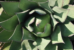 Agave shawii shawii