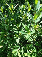 Myrica