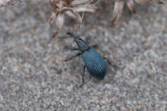 Stenopterapion meliloti