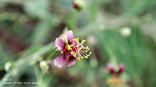 Image of Sidastrum paniculatum by (c) Thomaz Ricardo Favreto Sinani, some rights reserved (CC BY)